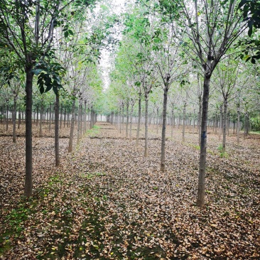 10公分白蜡12公分白蜡速生白蜡大叶白蜡