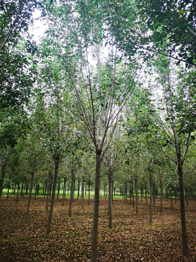 10公分白蜡12公分白蜡速生白蜡大叶白蜡