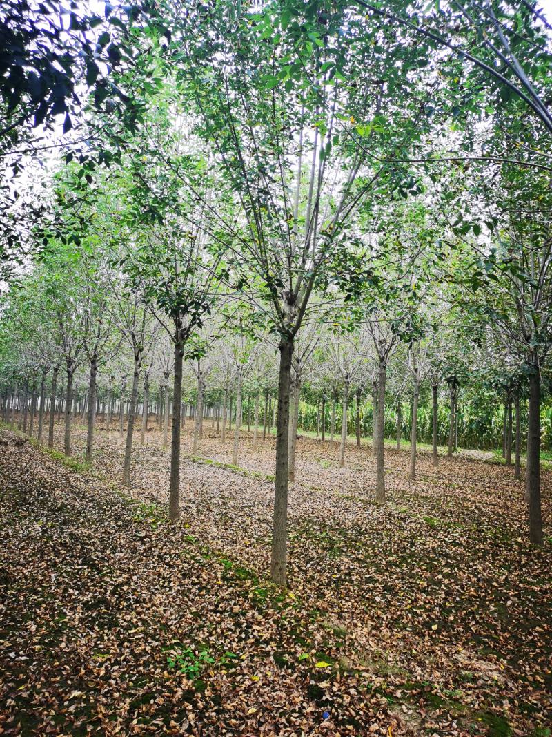 10公分白蜡12公分白蜡速生白蜡大叶白蜡