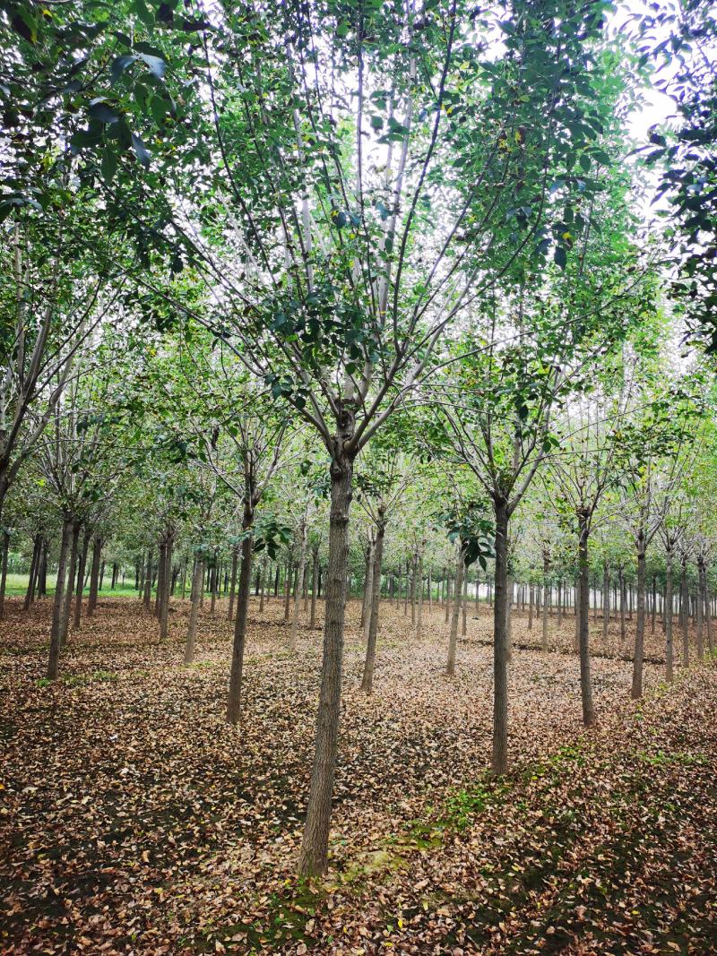 10公分白蜡12公分白蜡速生白蜡大叶白蜡