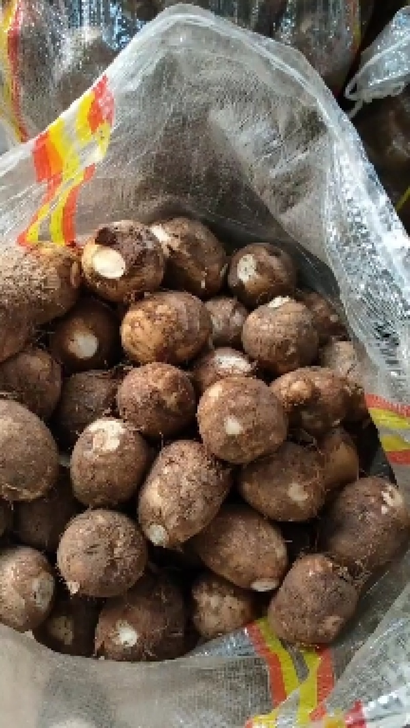 新鲜芋头芋头8520大量上市，产地直发保质保量