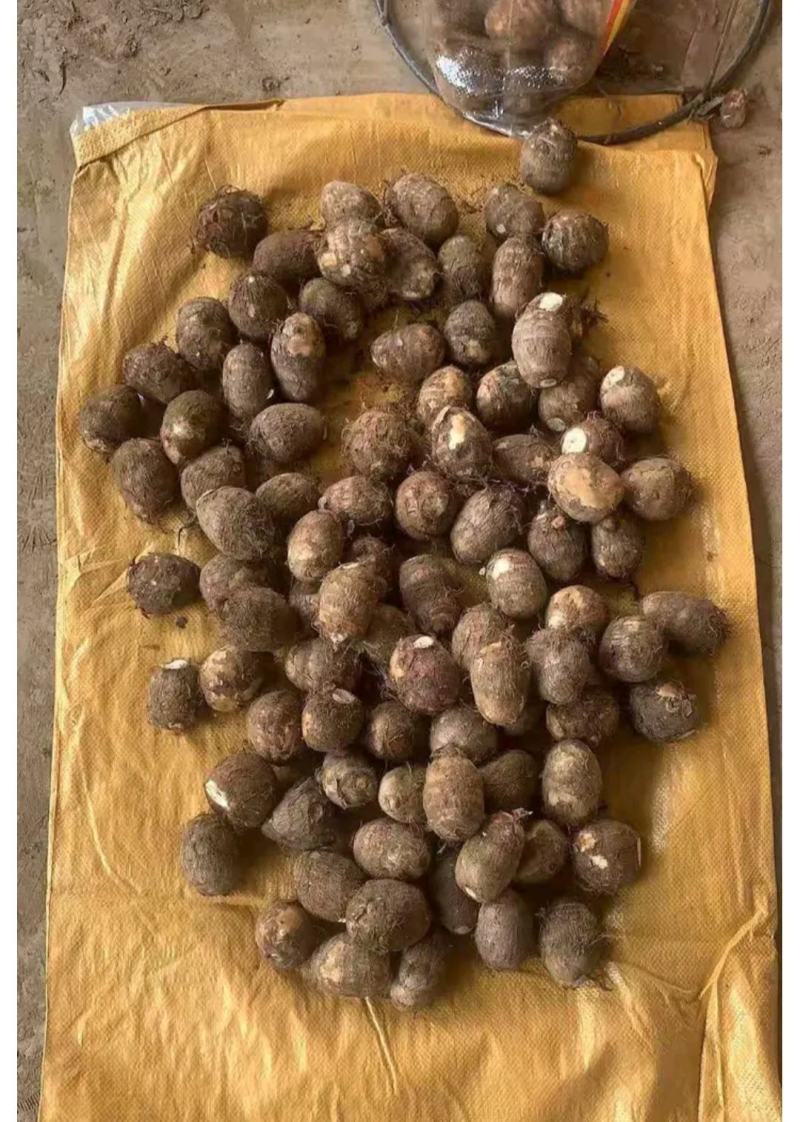新鲜芋头芋头8520大量上市，产地直发保质保量