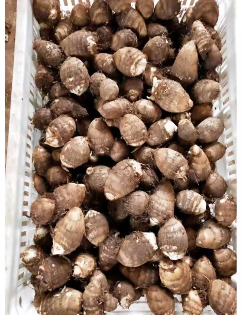 新鲜芋头芋头8520大量上市，产地直发保质保量
