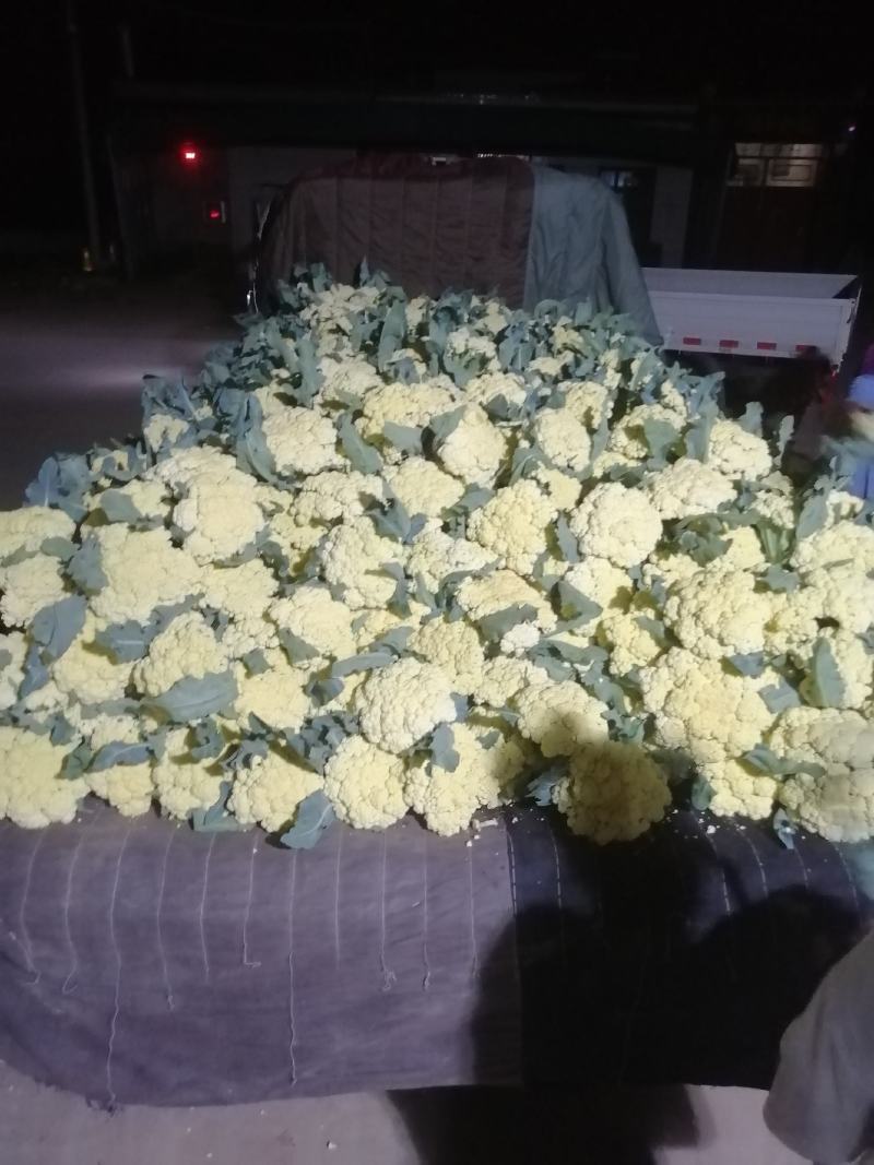 山东肥城蔬菜主产区，加工厂菜花，有机花产地直供