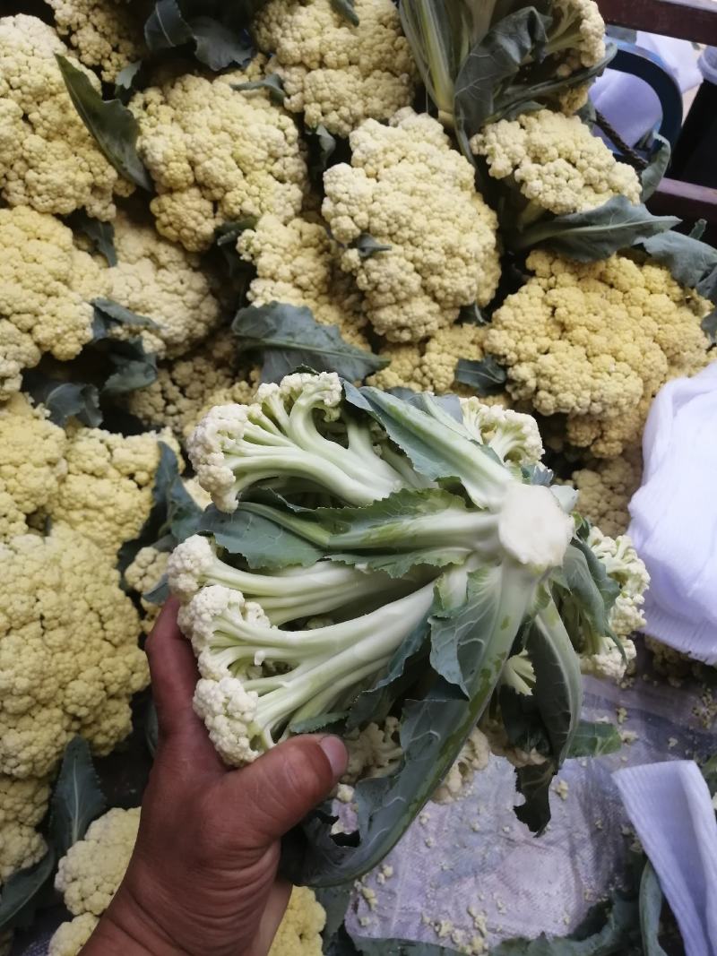 山东肥城蔬菜主产区，加工厂菜花，有机花产地直供