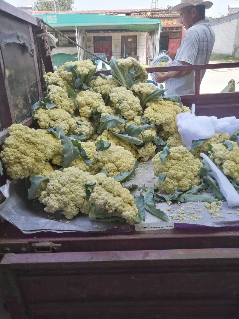 山东肥城蔬菜主产区，加工厂菜花，有机花产地直供