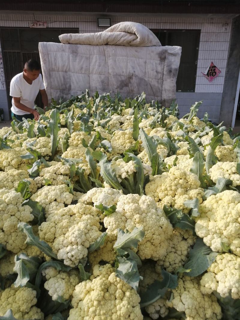 山东肥城蔬菜主产区，加工厂菜花，有机花产地直供