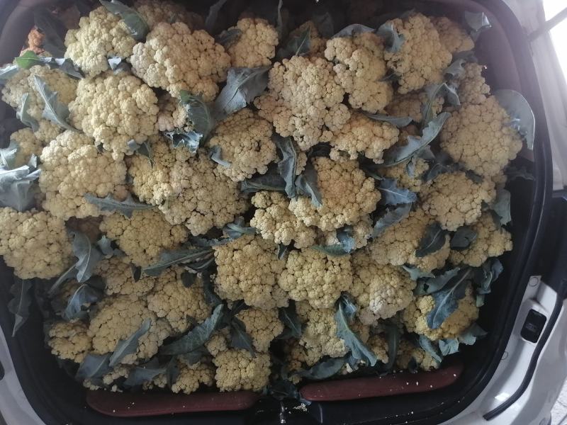 山东肥城蔬菜主产区，加工厂菜花，有机花产地直供