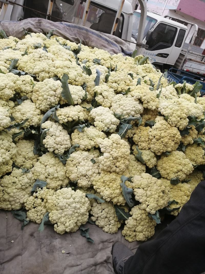 山东肥城蔬菜主产区，加工厂菜花，有机花产地直供