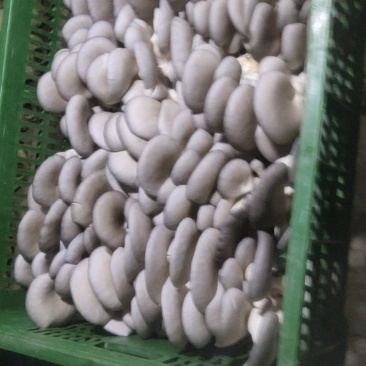 中小叶片质量好，颜色灰黑……………………