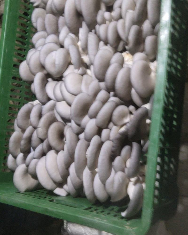 中小叶片质量好，颜色灰黑……………………