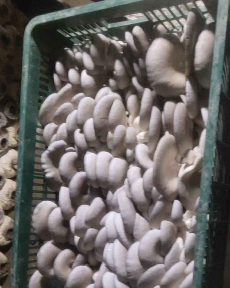 中小叶片质量好，颜色灰黑……………………