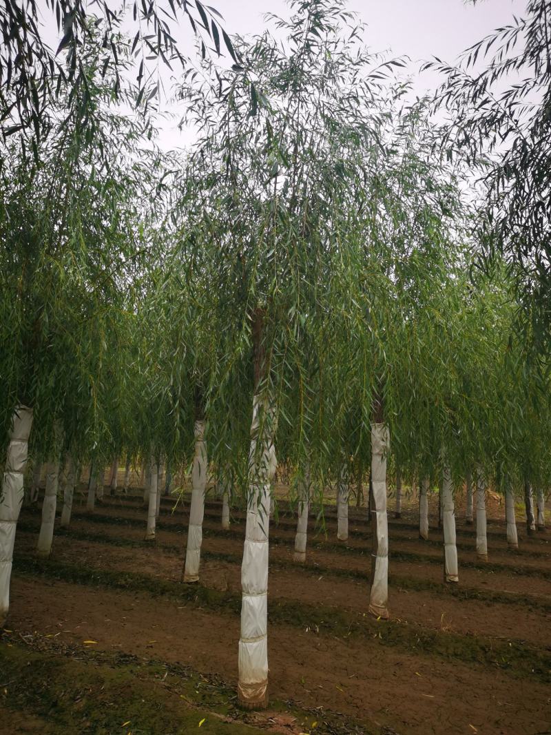 精品垂柳15公分金丝垂柳嫁接金丝垂柳嫁接垂柳易成活