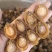 100头大连鲍鱼黄金鲍鱼干鲍