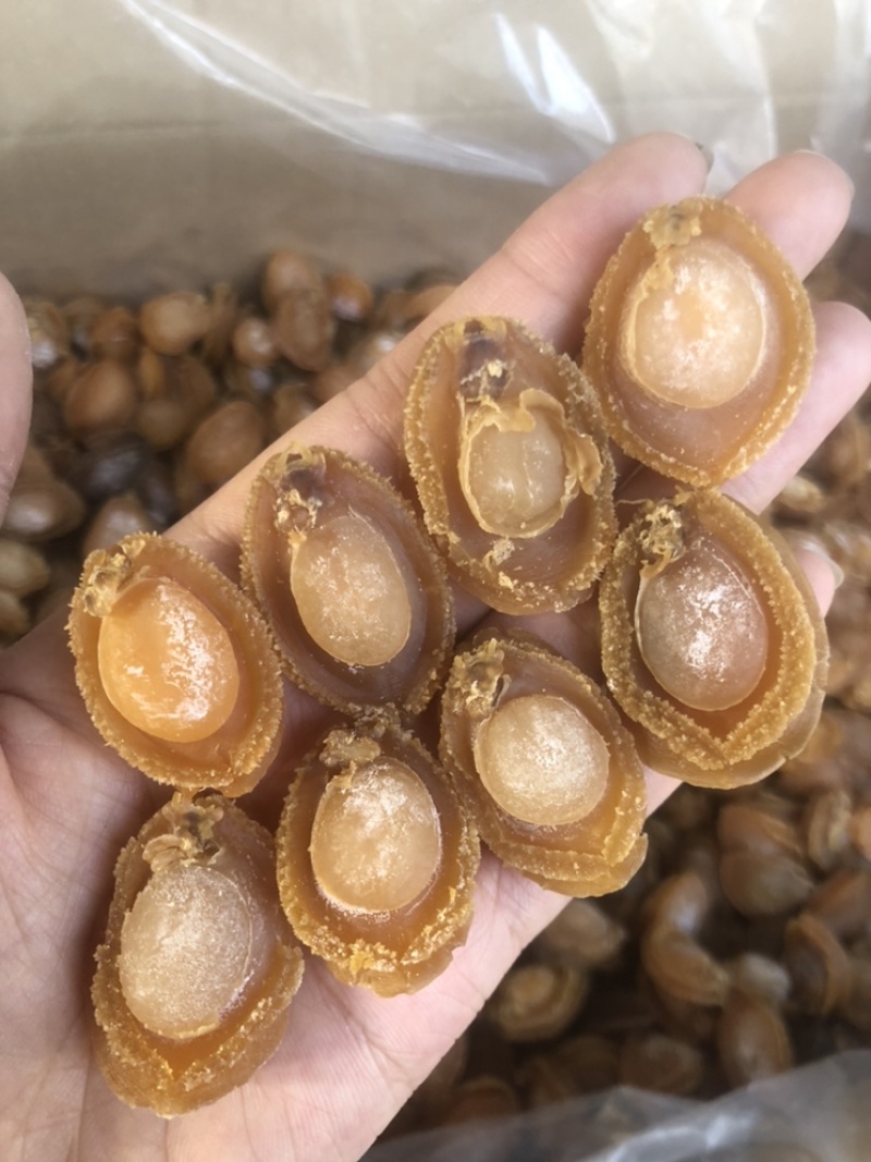 100头大连鲍鱼黄金鲍鱼干鲍