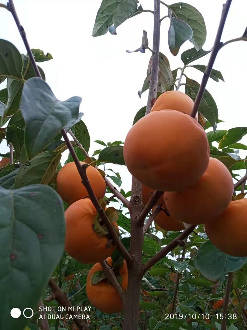 礼泉阳峰脆甜柿子大量上市果面干净，颜色亮货源充足量大从优