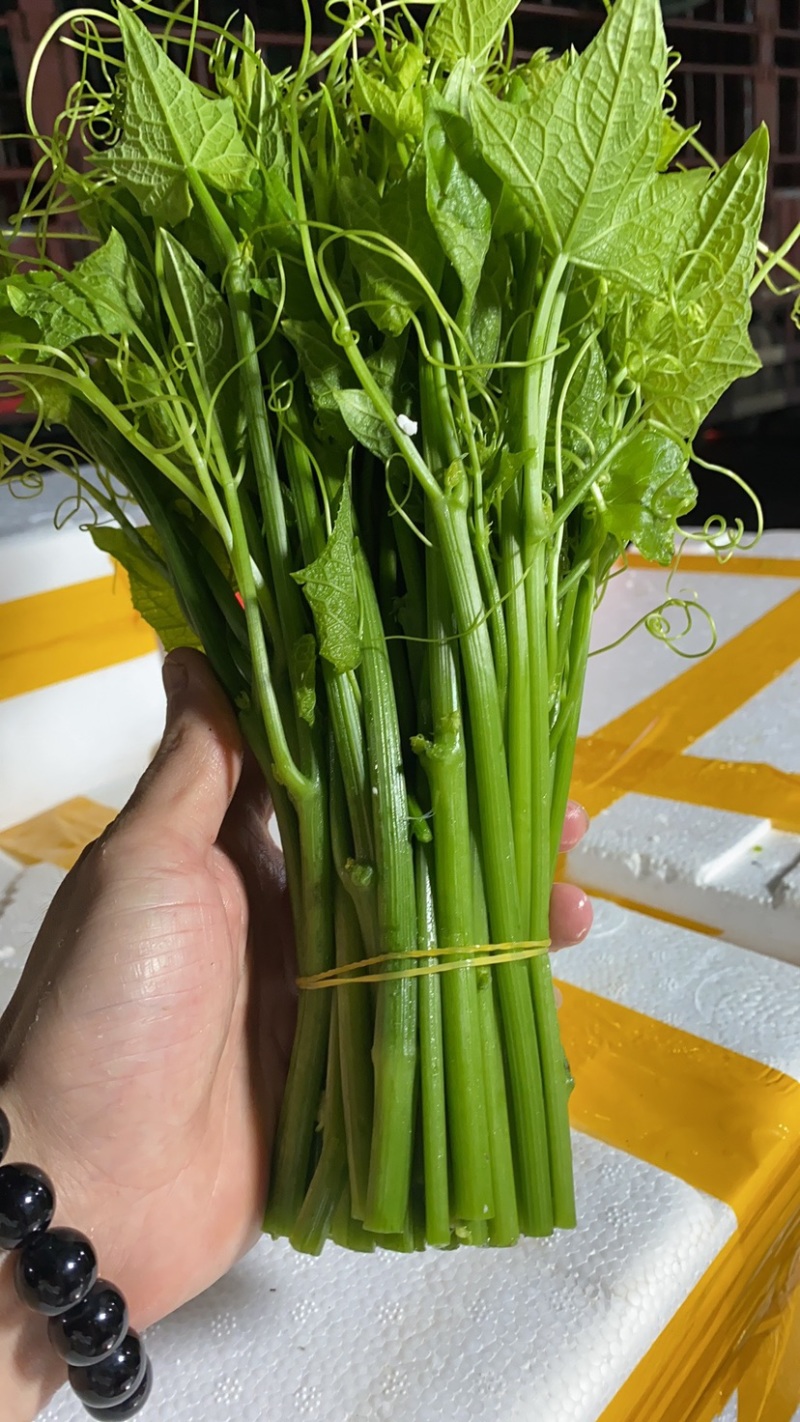 贵州龙须