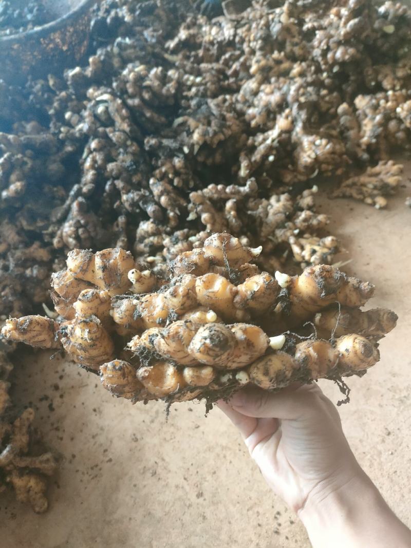 云南罗平小黄姜自产自销供应商量大更加优惠欢迎来电