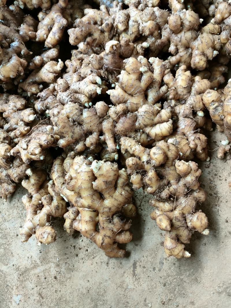 云南罗平小黄姜自产自销供应商量大更加优惠欢迎来电