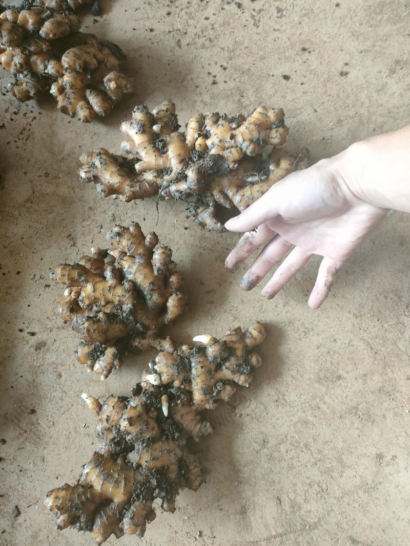 云南罗平小黄姜自产自销供应商量大更加优惠欢迎来电