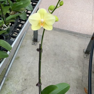 沃尔泰拉蝴蝶兰，都是花苞可先预订出货，发货标准参考如图