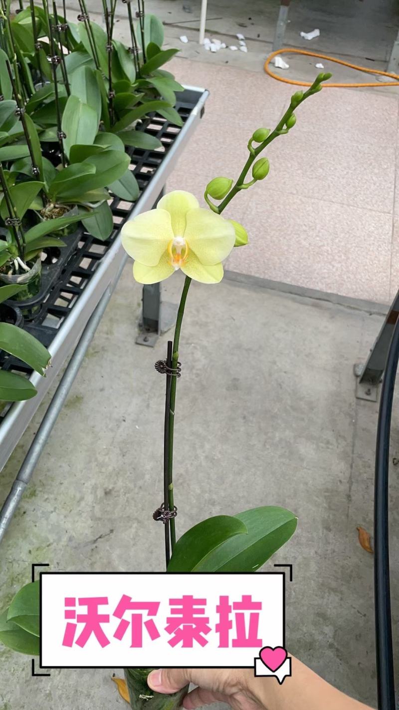 沃尔泰拉蝴蝶兰，都是花苞可先预订出货，发货标准参考如图