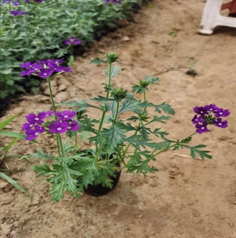 美女樱花期长