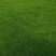 马尼拉草