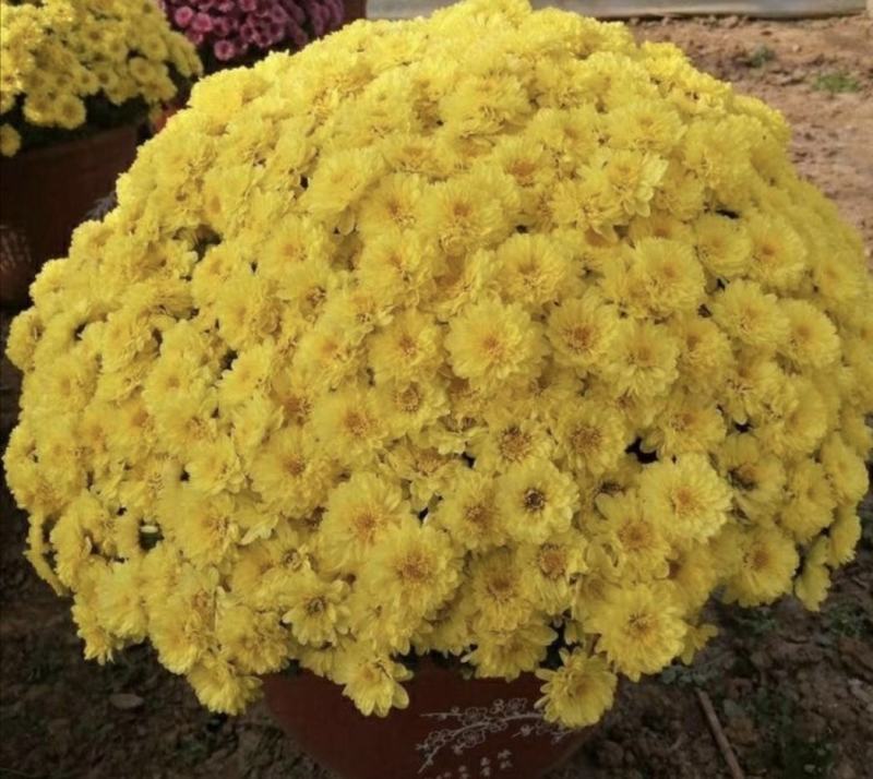 九月菊
