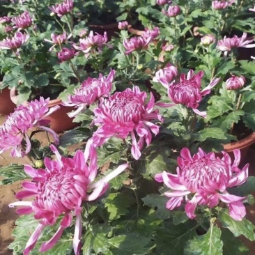 九月菊