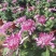 九月菊