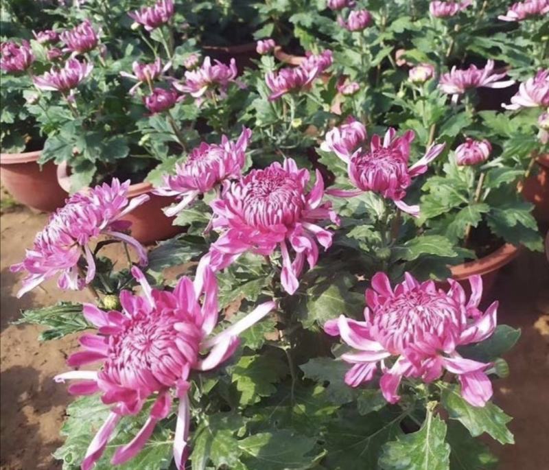 九月菊