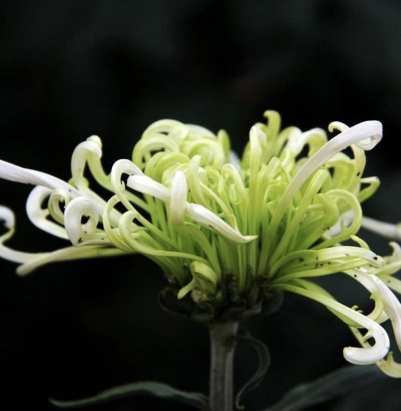 九月菊