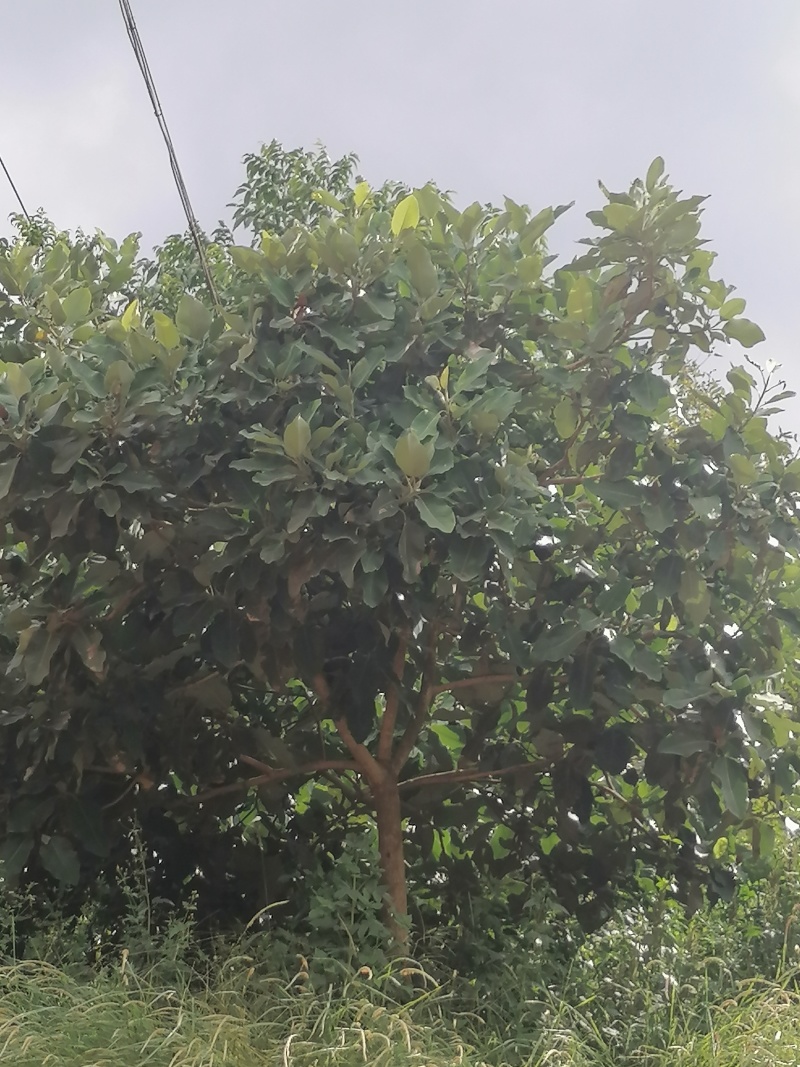 玉兰树