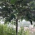 玉兰树