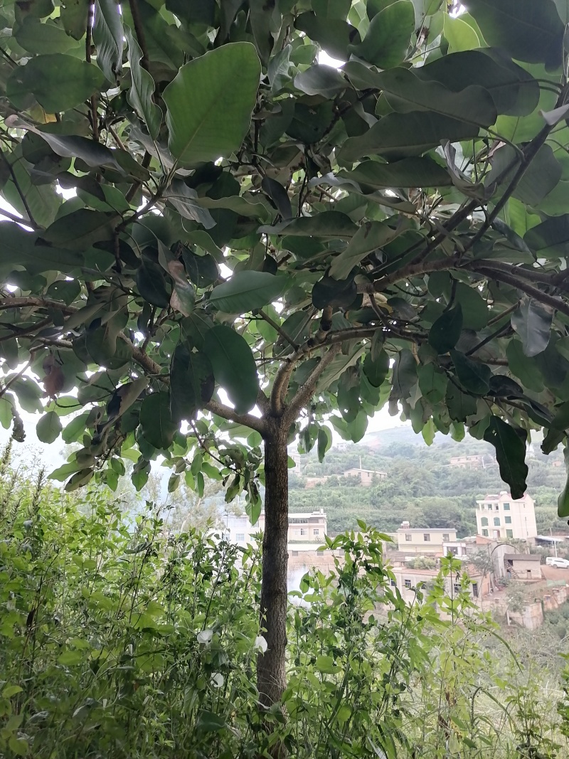 玉兰树