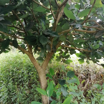 玉兰树