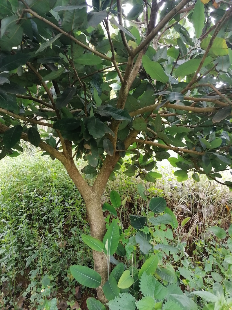 玉兰树