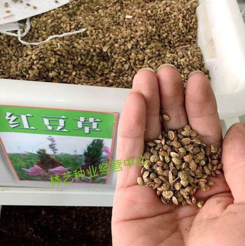 红豆草种子驴豆驴喜豆绿肥干草多年生牧草种籽高产高营养牧草