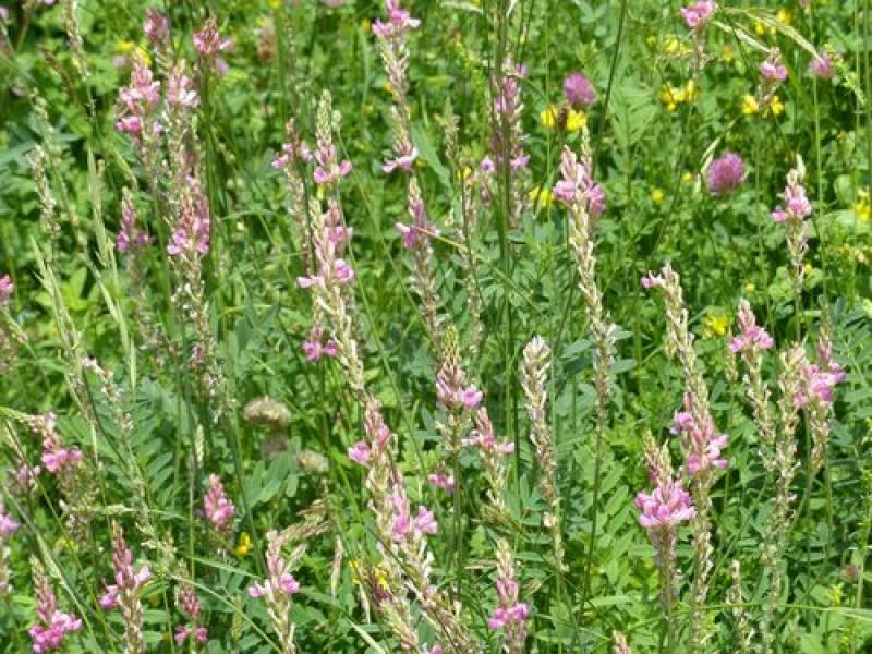 红豆草种子驴豆驴喜豆绿肥干草多年生牧草种籽高产高营养牧草