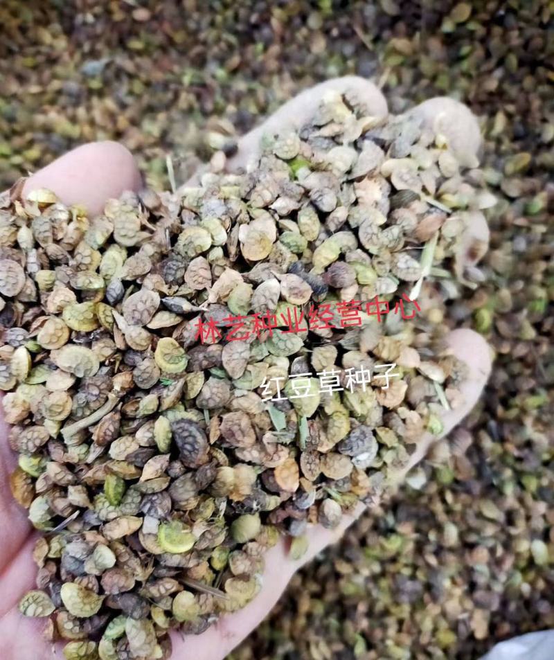 红豆草种子驴豆驴喜豆绿肥干草多年生牧草种籽高产高营养牧草