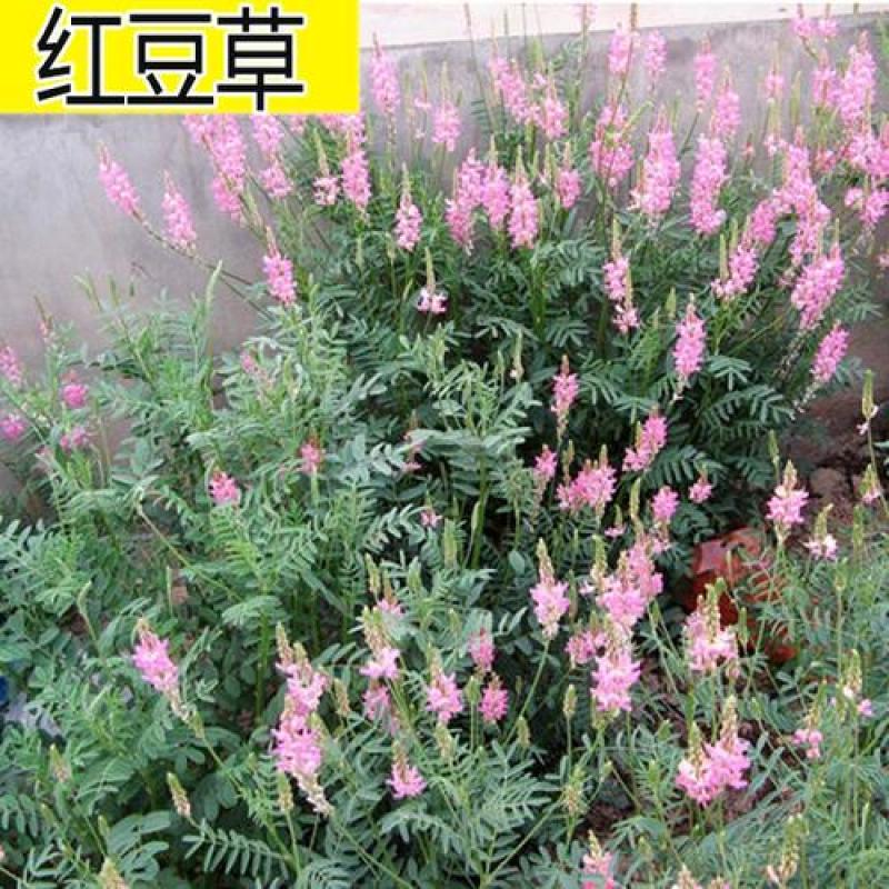红豆草种子驴豆驴喜豆绿肥干草多年生牧草种籽高产高营养牧草