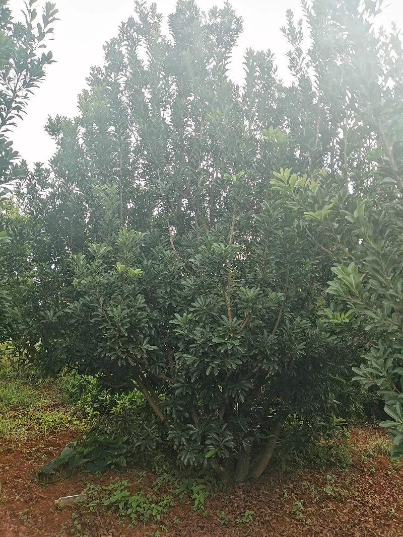 杨梅树