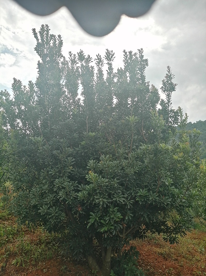 杨梅树