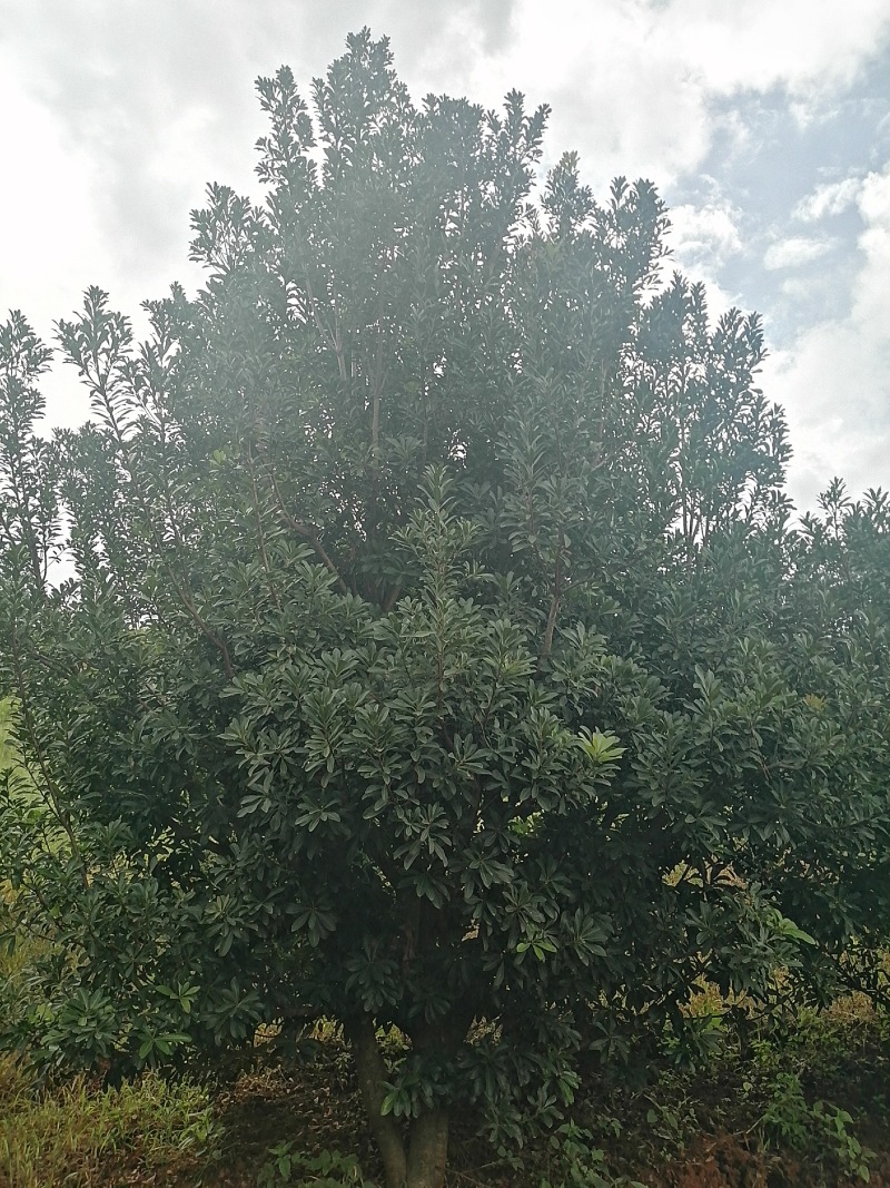 杨梅树