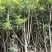 杨梅树