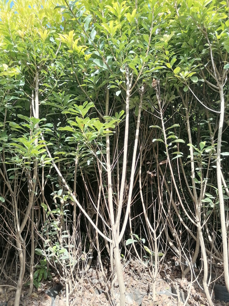 杨梅树