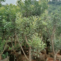 杨梅树