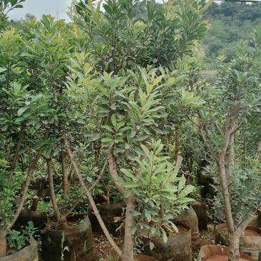 杨梅树