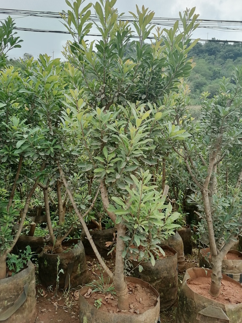 杨梅树